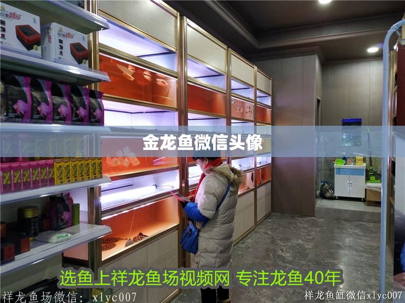 金龍魚微信頭像
