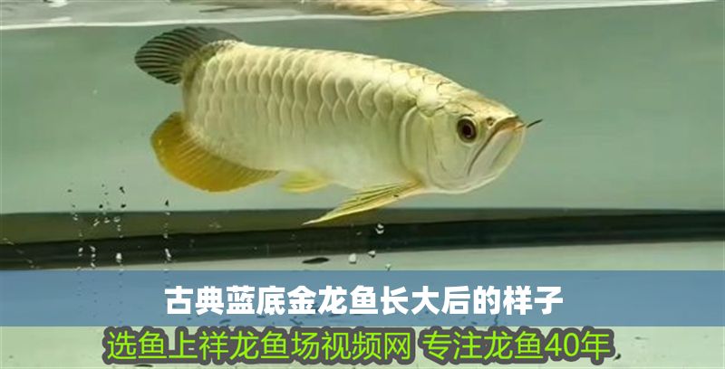 古典藍底金龍魚長大后的樣子