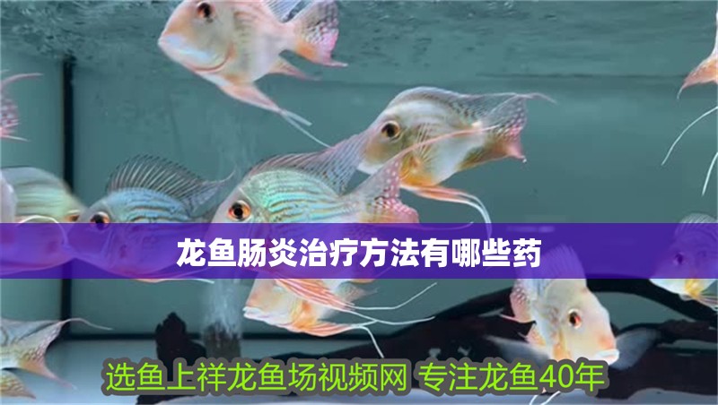 龍魚腸炎治療方法有哪些藥