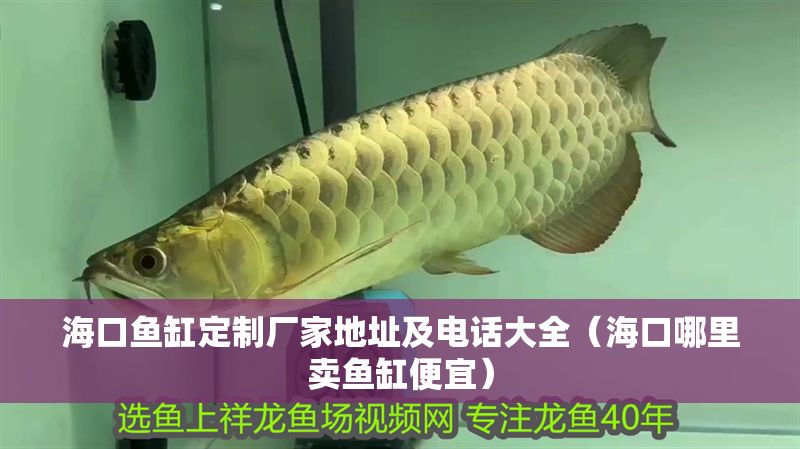 海口魚缸定制廠家地址及電話大全（海口哪里賣魚缸便宜）