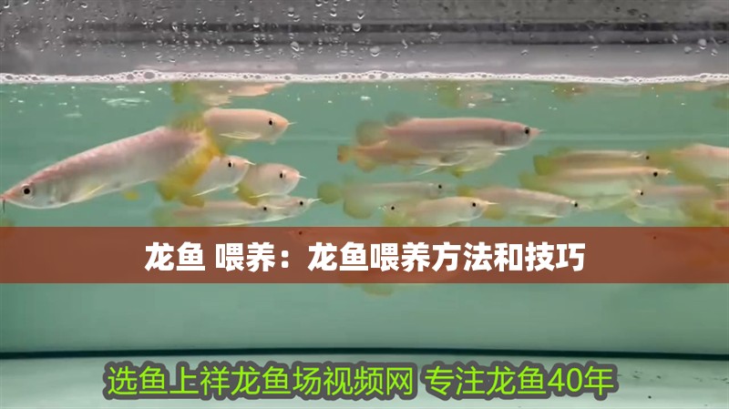 龍魚 喂養：龍魚喂養方法和技巧