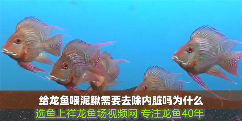 給龍魚喂泥鰍需要去除內臟嗎為什么 給龍魚喂泥鰍需要去除內臟嗎為什么 龍魚百科 第1張
