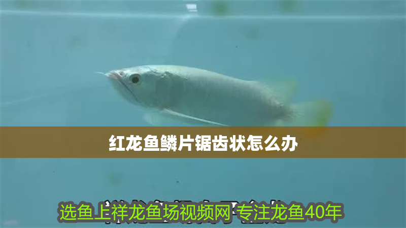 紅龍魚鱗片鋸齒狀怎么辦