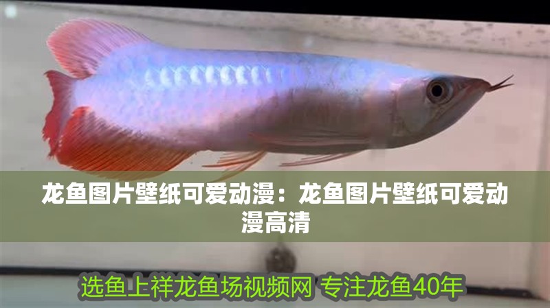 龍魚圖片壁紙可愛動漫：龍魚圖片壁紙可愛動漫高清