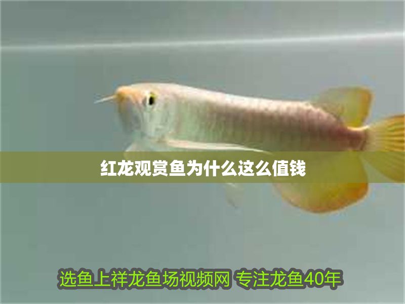 紅龍觀賞魚為什么這么值錢