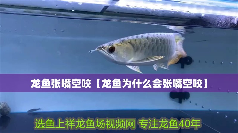 龍魚張嘴空咬【龍魚為什么會張嘴空咬】