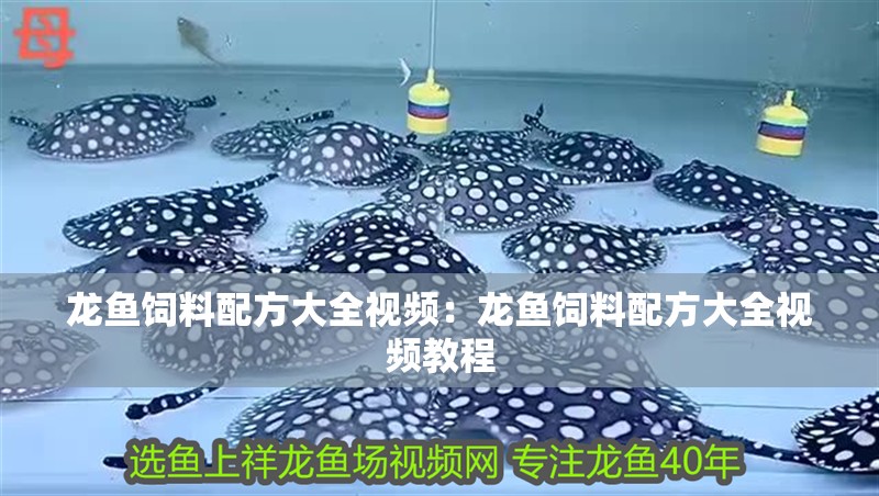 龍魚飼料配方大全視頻：龍魚飼料配方大全視頻教程