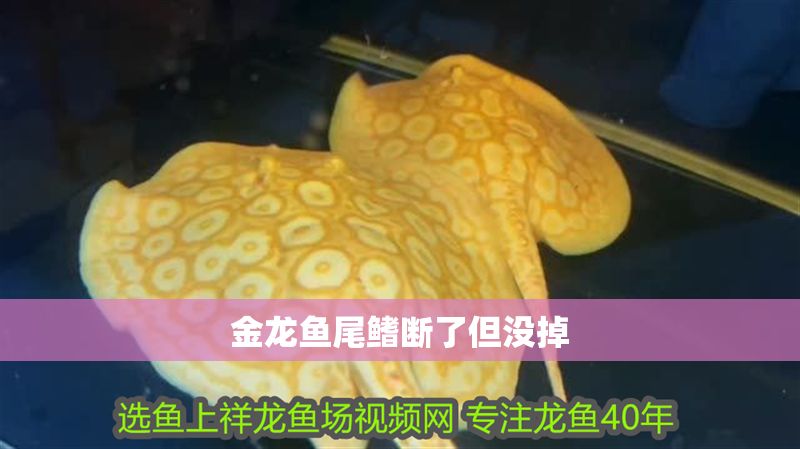 金龍魚(yú)尾鰭斷了但沒(méi)掉
