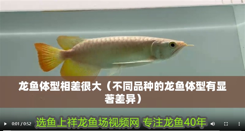 龍魚體型相差很大(不同品種的龍魚體型有顯著差異)