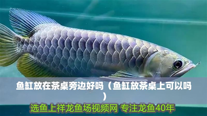 魚缸放在茶桌旁邊好嗎（魚缸放茶桌上可以嗎）