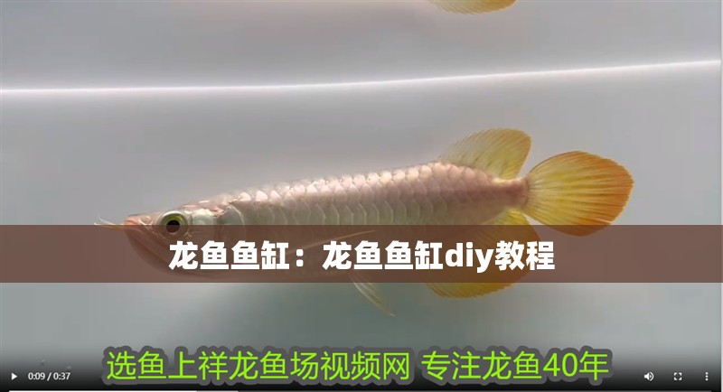 龍魚魚缸：龍魚魚缸diy教程