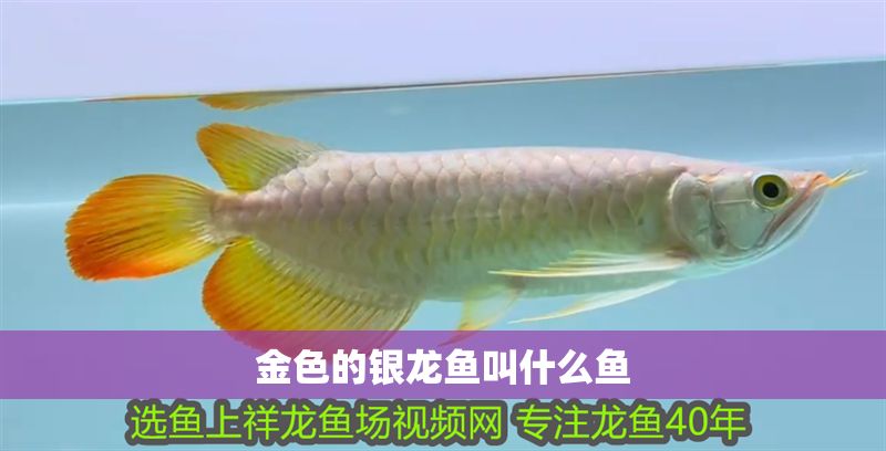 金色的銀龍魚叫什么魚