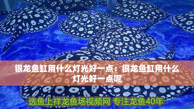 銀龍魚缸用什么燈光好一點：銀龍魚缸用什么燈光好一點呢