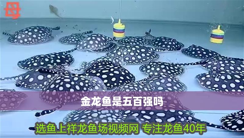 金龍魚是五百強嗎