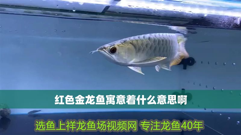 紅色金龍魚寓意著什么意思啊