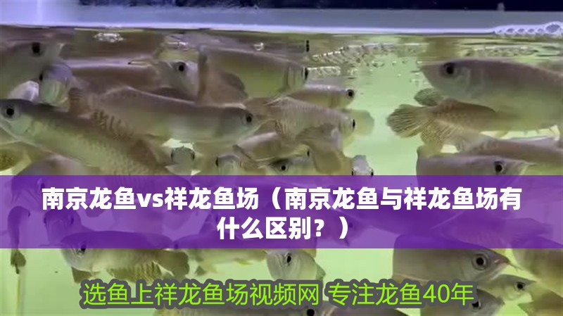 南京龍魚vs祥龍魚場（南京龍魚與祥龍魚場有什么區別？）
