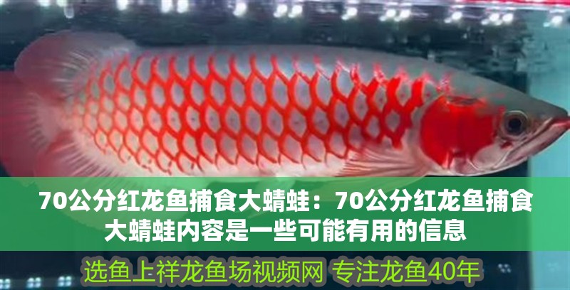 70公分紅龍魚捕食大蜻蛙：70公分紅龍魚捕食大蜻蛙內容是一些可能有用的信息