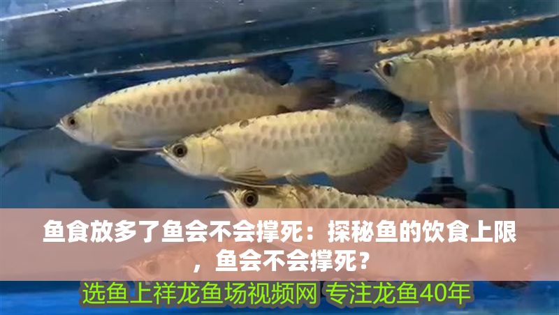 魚食放多了魚會(huì)不會(huì)撐死：探秘魚的飲食上限，魚會(huì)不會(huì)撐死？