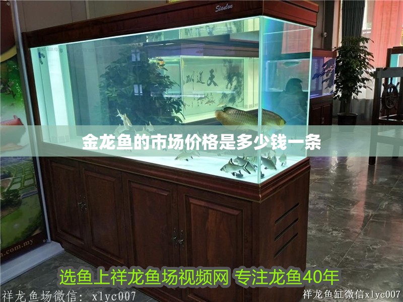 金龍魚的市場價格是多少錢一條