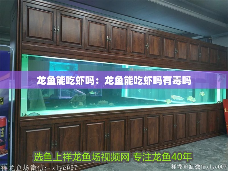 龍魚能吃蝦嗎：龍魚能吃蝦嗎有毒嗎