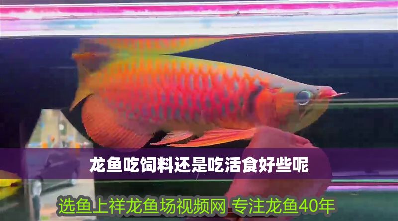 龍魚吃飼料還是吃活食好些呢