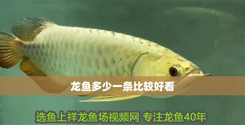 龍魚多少一條比較好看 龍魚百科 第2張 龍魚多少一條比較好看 龍魚多少一條比較好看 龍魚百科 第2張