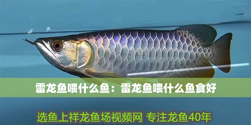 雷龍魚喂什么魚：雷龍魚喂什么魚食好