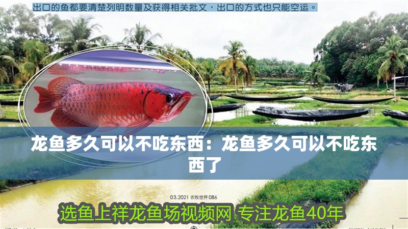 龍魚多久可以不吃東西：龍魚多久可以不吃東西了