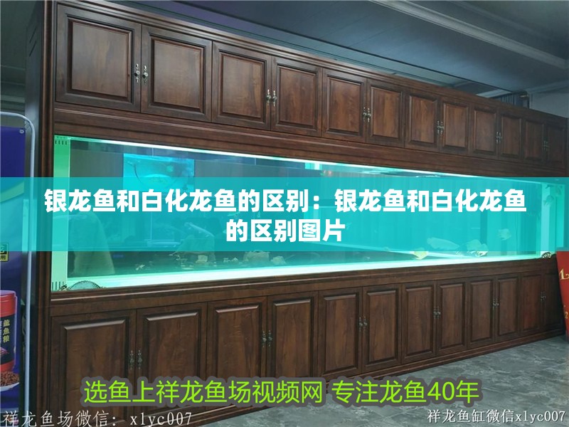 銀龍魚和白化龍魚的區別：銀龍魚和白化龍魚的區別圖片