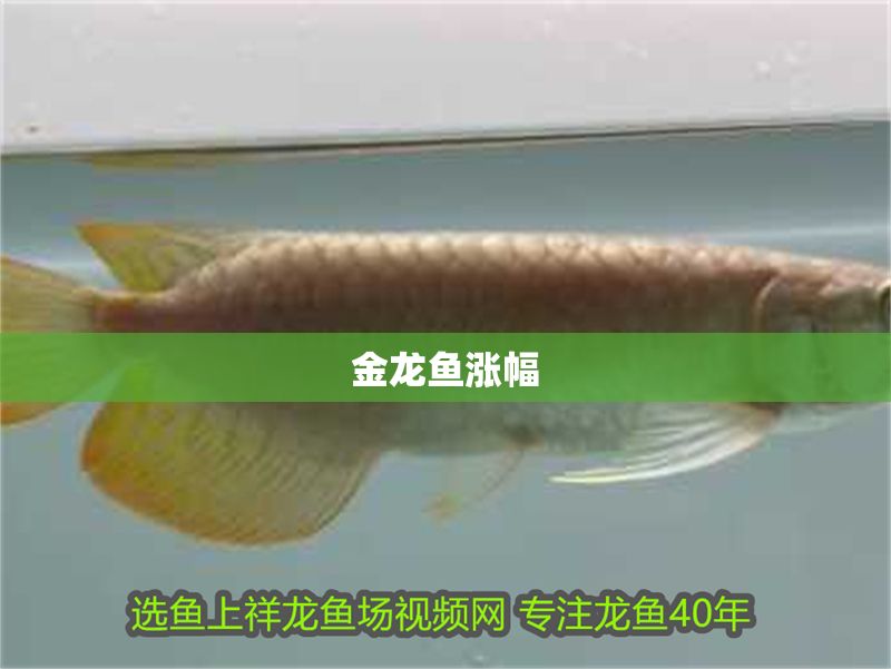 金龍魚漲幅
