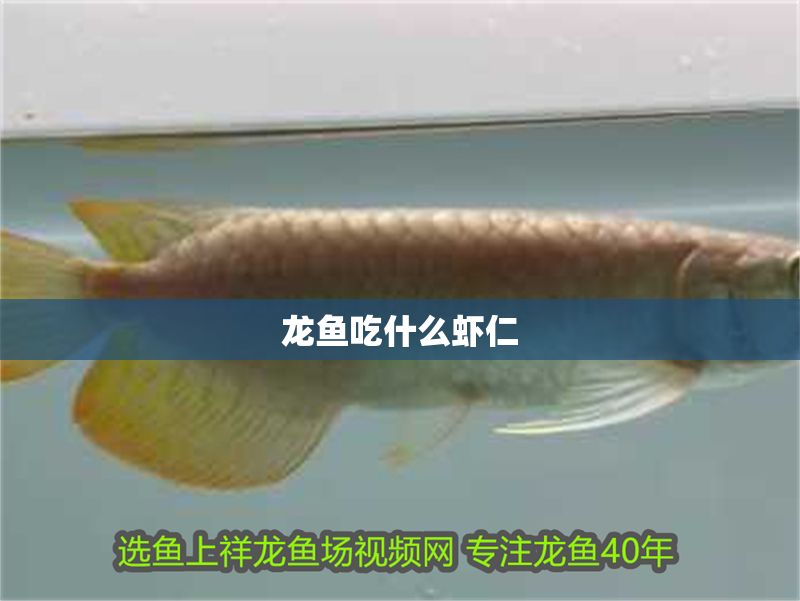龍魚吃什么蝦仁