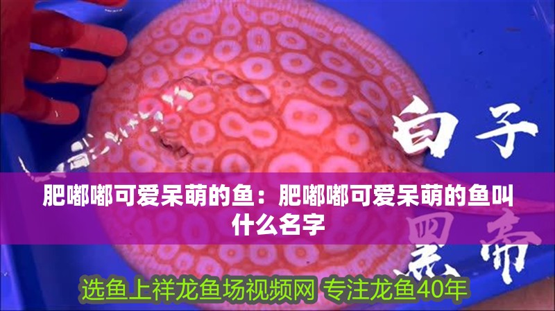 肥嘟嘟可愛呆萌的魚：肥嘟嘟可愛呆萌的魚叫什么名字