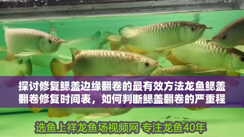 探討修復鰓蓋邊緣翻卷的最有效方法龍魚鰓蓋翻卷修復時間表，如何判斷鰓蓋翻卷的嚴重程度