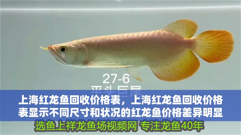上海紅龍魚回收價格表，上海紅龍魚回收價格表顯示不同尺寸和狀況的紅龍魚價格差異明顯