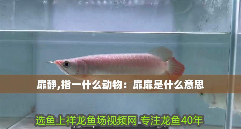 扉靜,指一什么動物：扉扉是什么意思