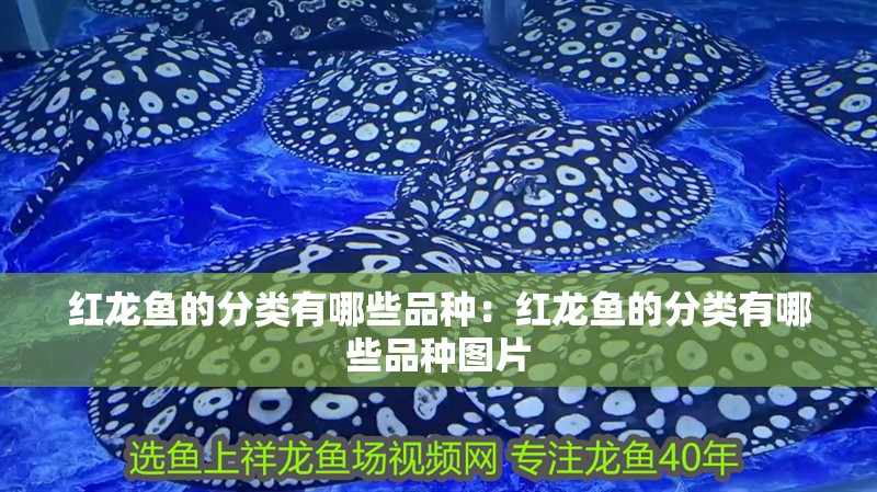 紅龍魚的分類有哪些品種：紅龍魚的分類有哪些品種圖片