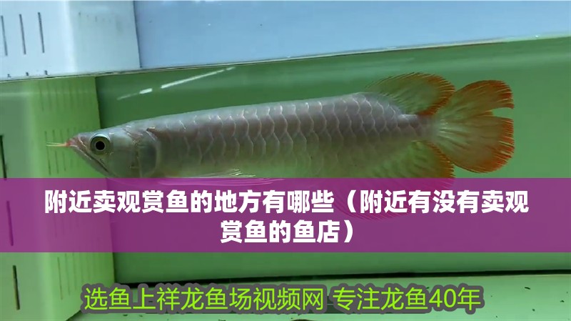附近賣觀賞魚的地方有哪些（附近有沒有賣觀賞魚的魚店）
