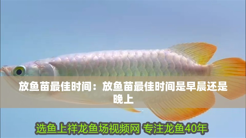 放魚苗最佳時(shí)間：放魚苗最佳時(shí)間是早晨還是晚上