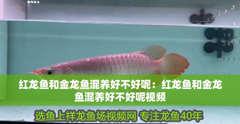 紅龍魚和金龍魚混養好不好呢：紅龍魚和金龍魚混養好不好呢視頻