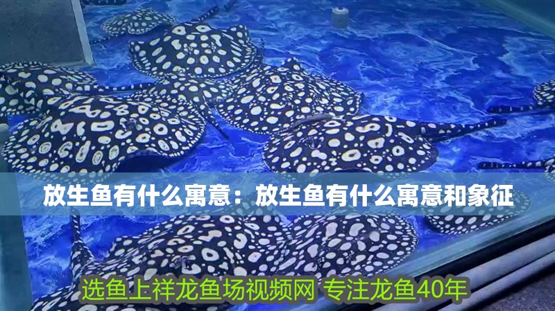 放生魚有什么寓意：放生魚有什么寓意和象征