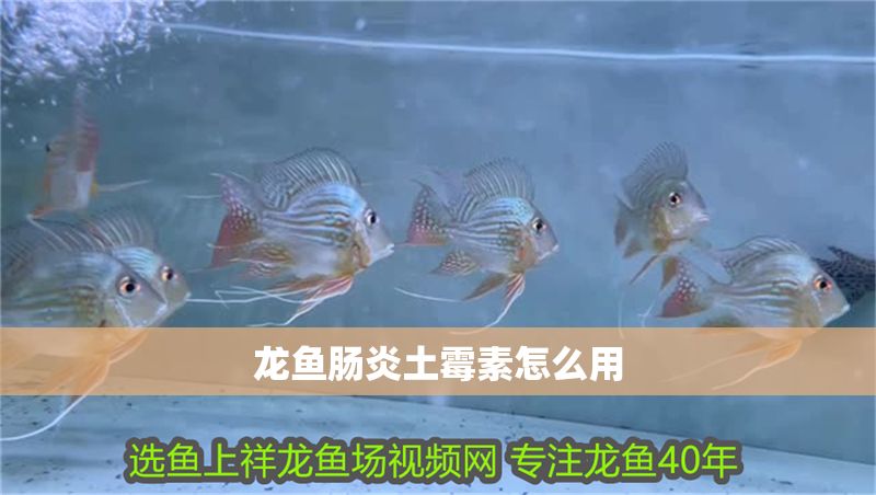 龍魚腸炎土霉素怎么用