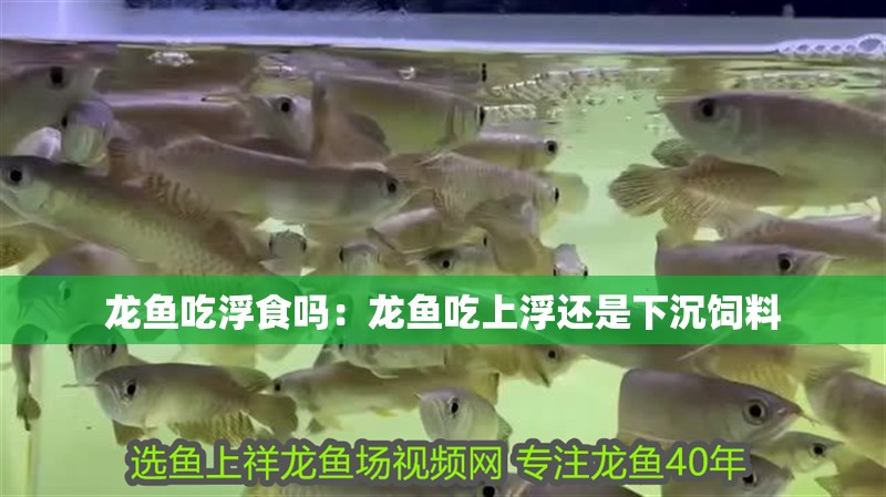 龍魚吃浮食嗎：龍魚吃上浮還是下沉飼料