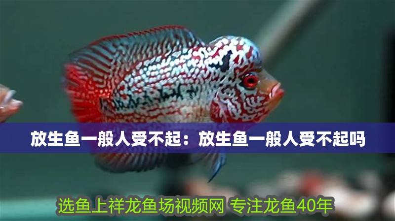 放生魚一般人受不起：放生魚一般人受不起嗎