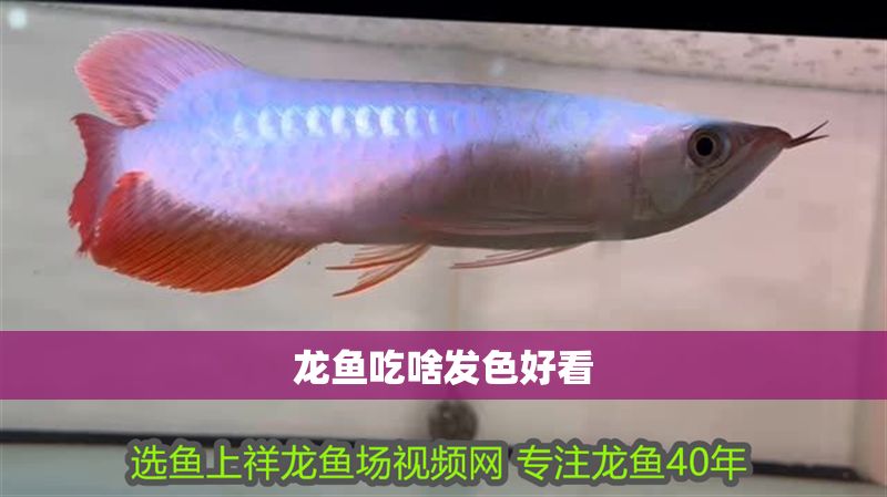 龍魚吃啥發(fā)色好看