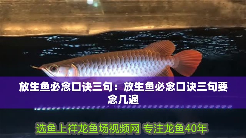 放生魚必念口訣三句：放生魚必念口訣三句要念幾遍