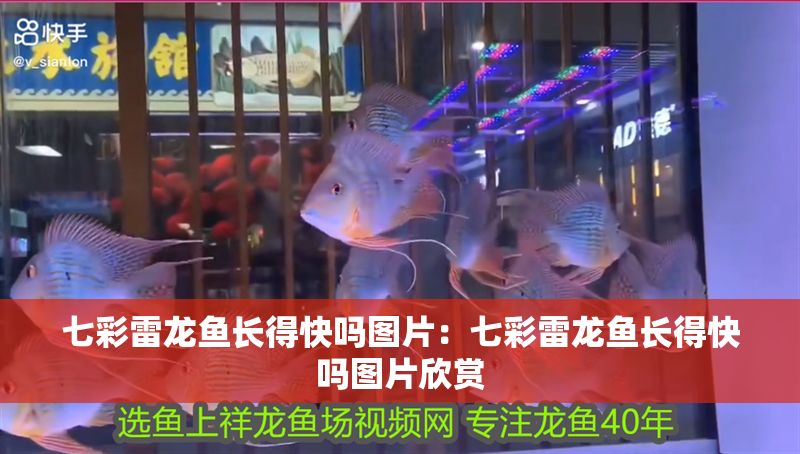 七彩雷龍魚長得快嗎圖片：七彩雷龍魚長得快嗎圖片欣賞