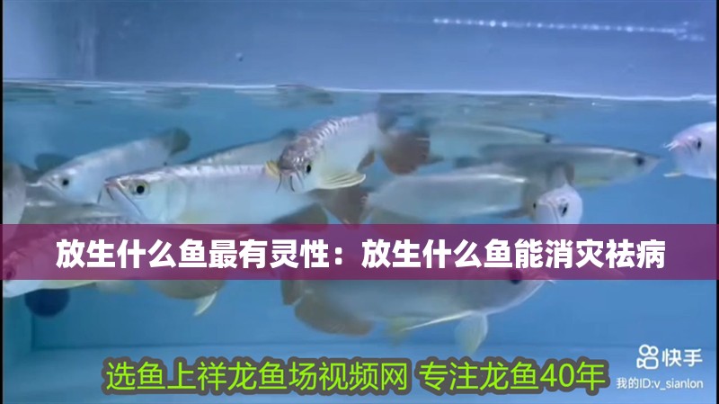 放生什么魚最有靈性：放生什么魚能消災(zāi)祛病