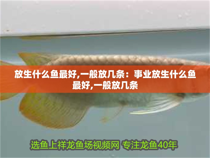 放生什么魚最好,一般放幾條：事業放生什么魚最好,一般放幾條