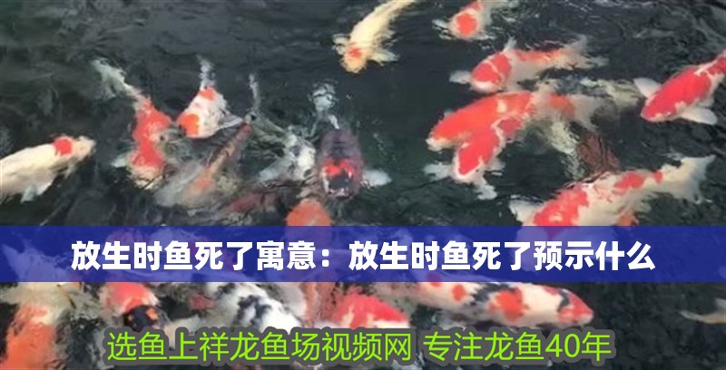 放生時魚死了寓意：放生時魚死了預(yù)示什么