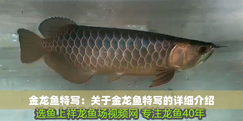 金龍魚特寫：關(guān)于金龍魚特寫的詳細(xì)介紹